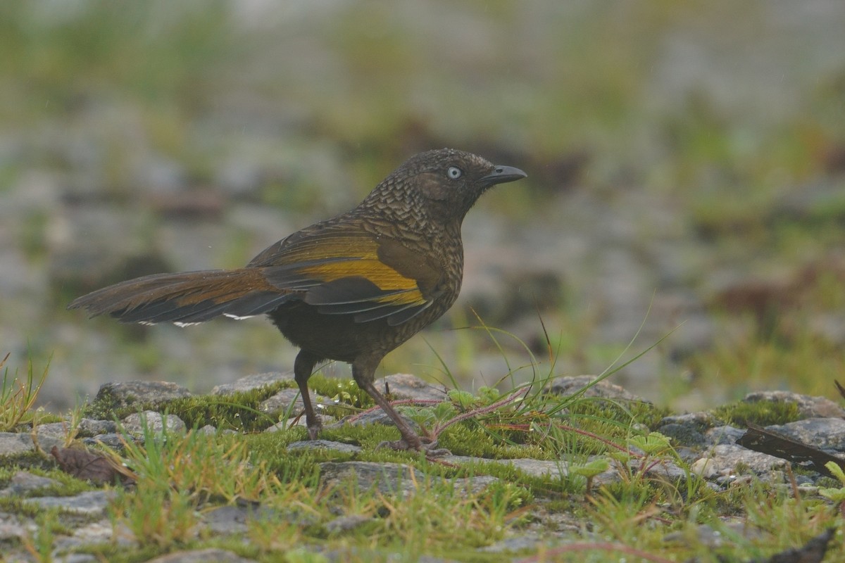 ウロコガビチョウ - ML641545470
