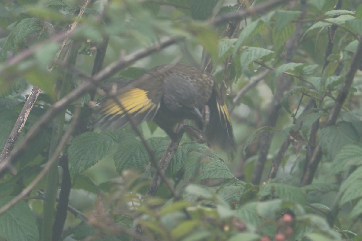 ウロコガビチョウ - ML641545471