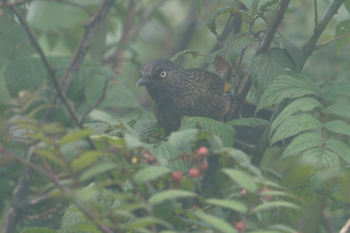 ウロコガビチョウ - ML641545473
