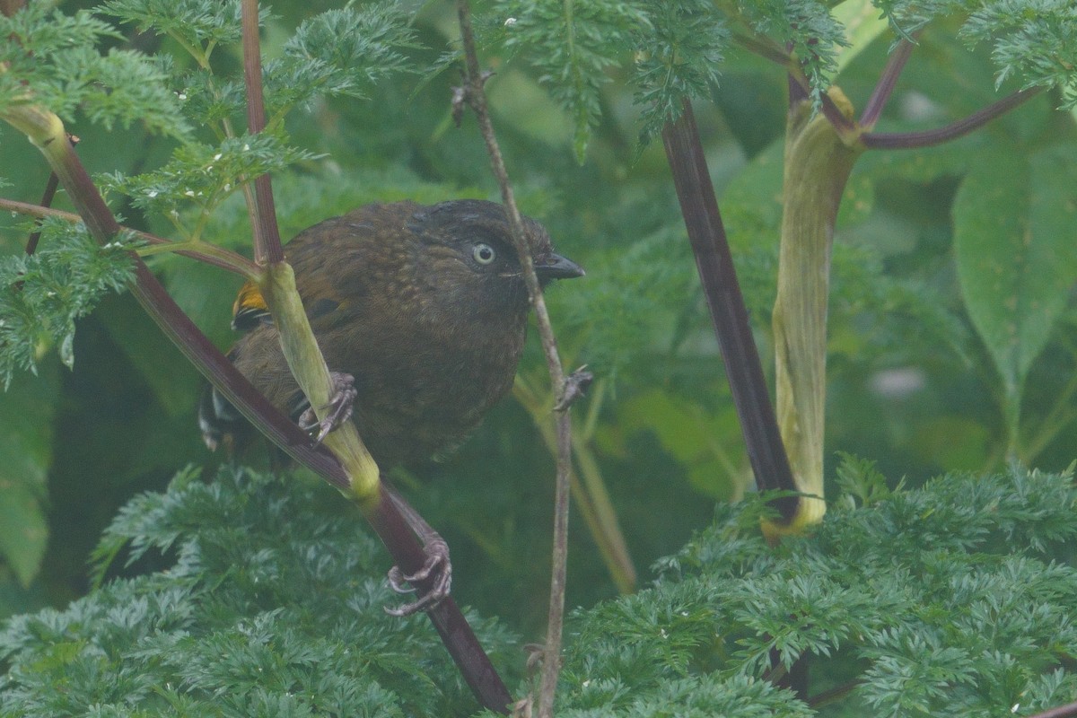 ウロコガビチョウ - ML641545474