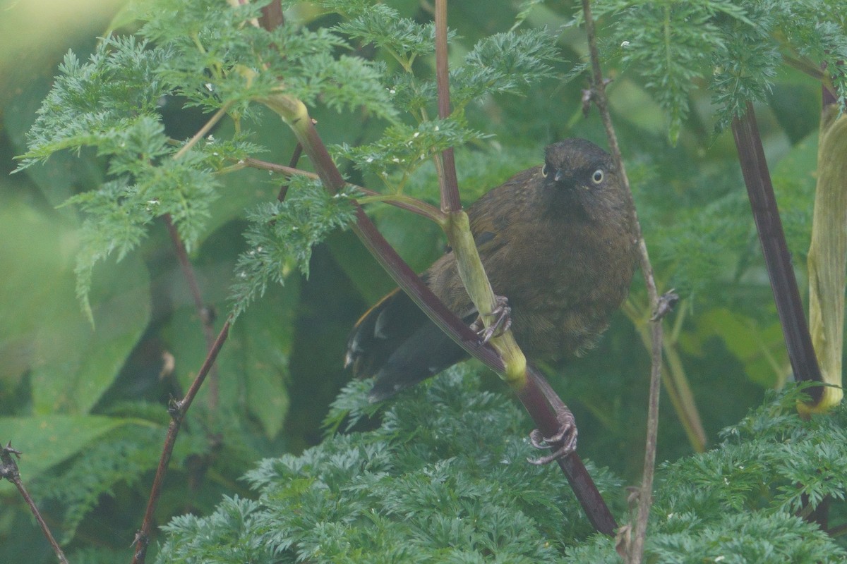 ウロコガビチョウ - ML641545475