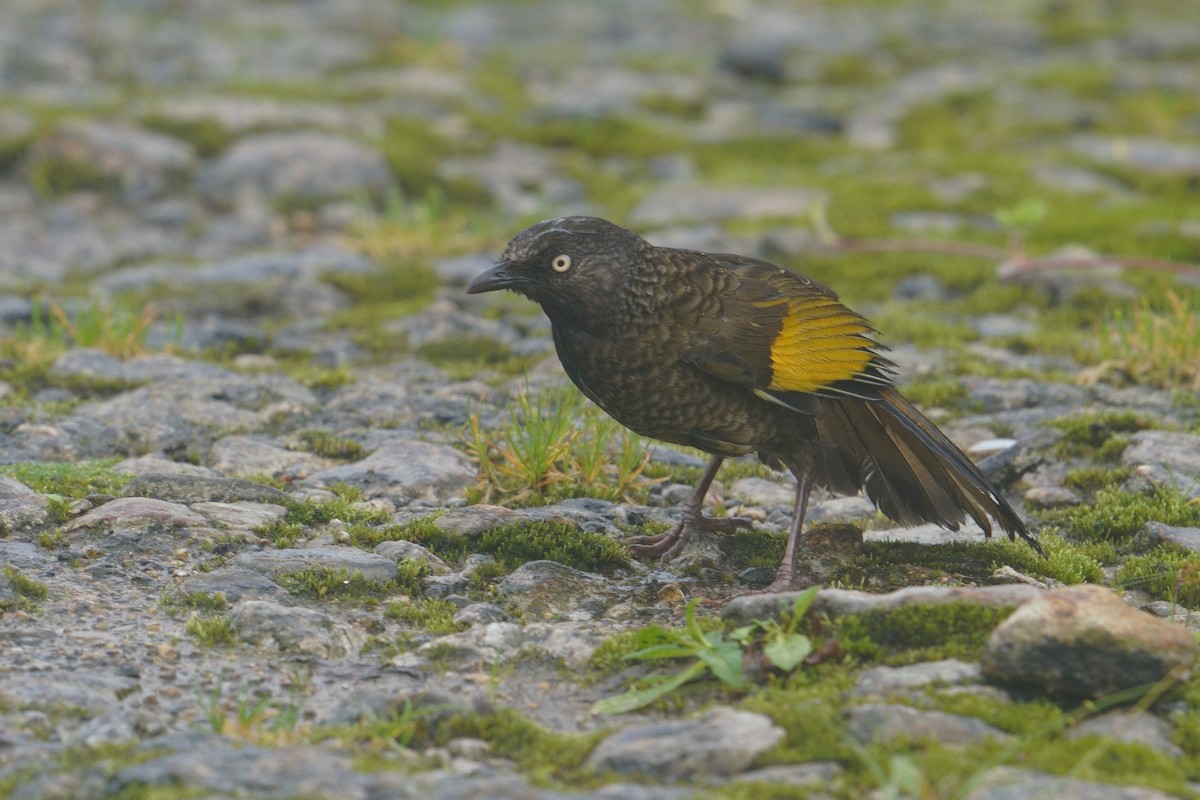 ウロコガビチョウ - ML641545476