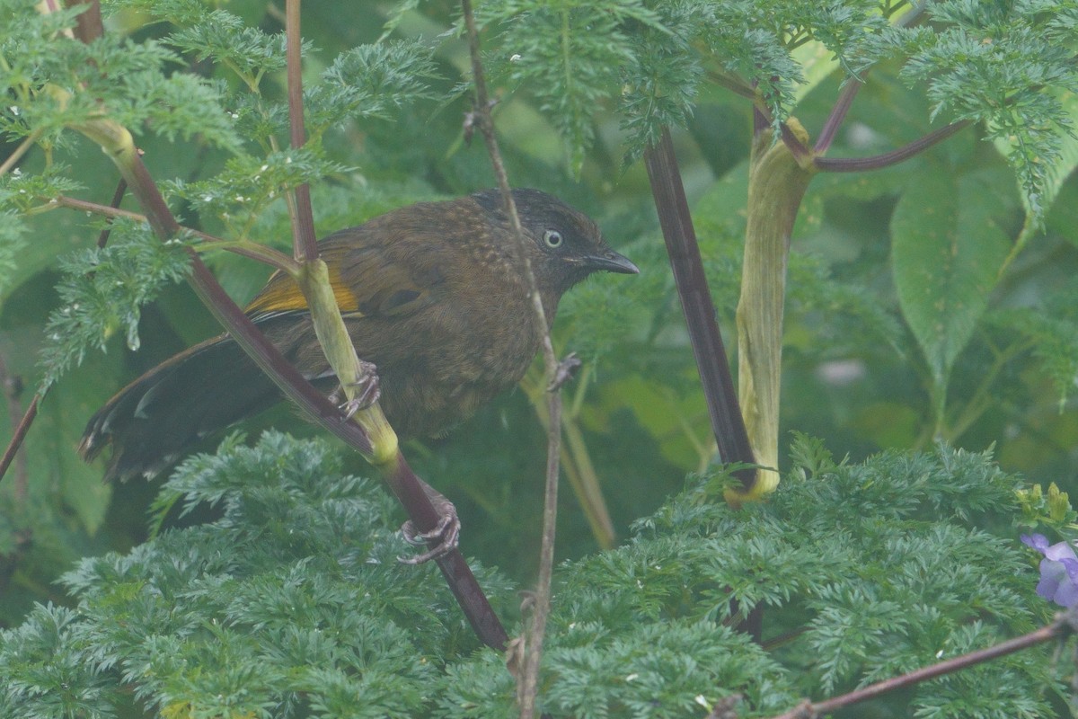 ウロコガビチョウ - ML641545477