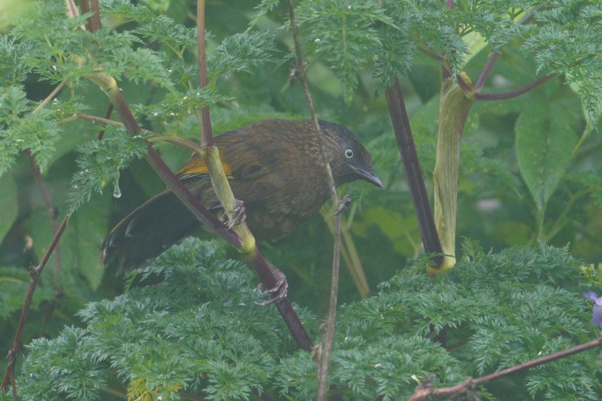 ウロコガビチョウ - ML641545479