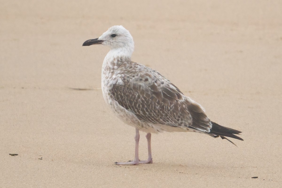 racek bělohlavý - ML641545483