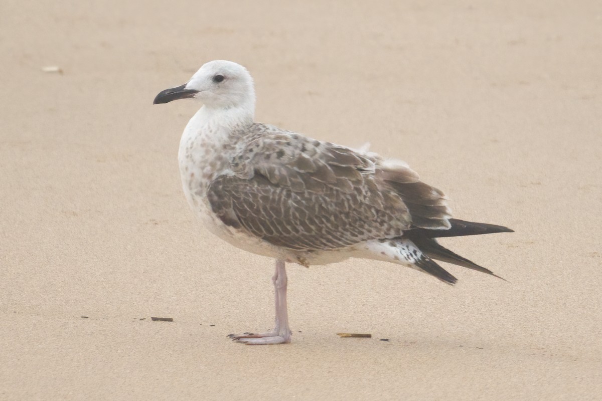 racek bělohlavý - ML641545484