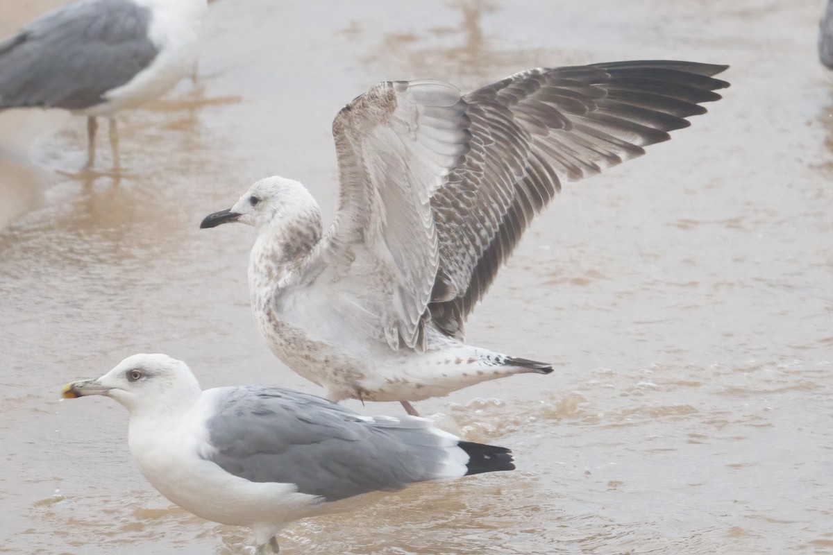 racek bělohlavý - ML641545488