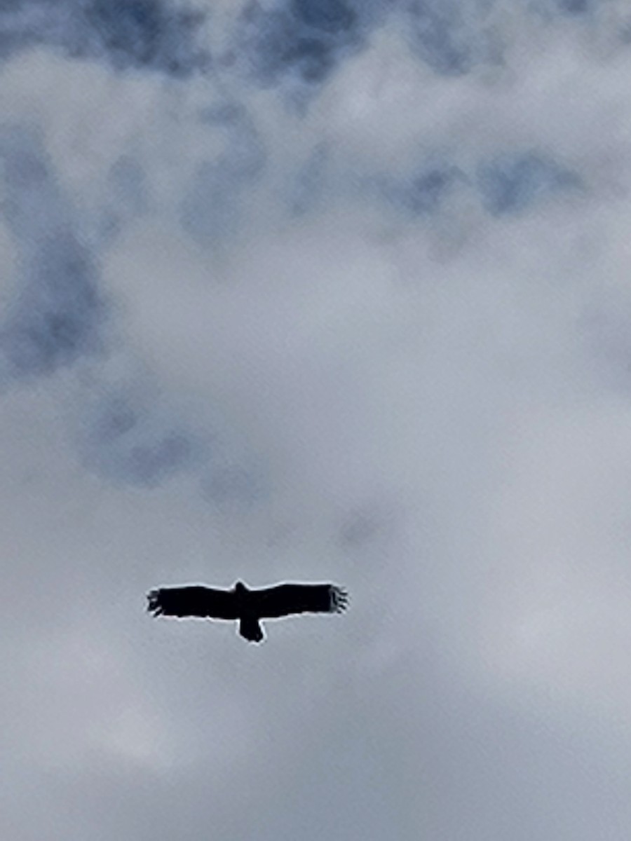 Águila India - ML641545490