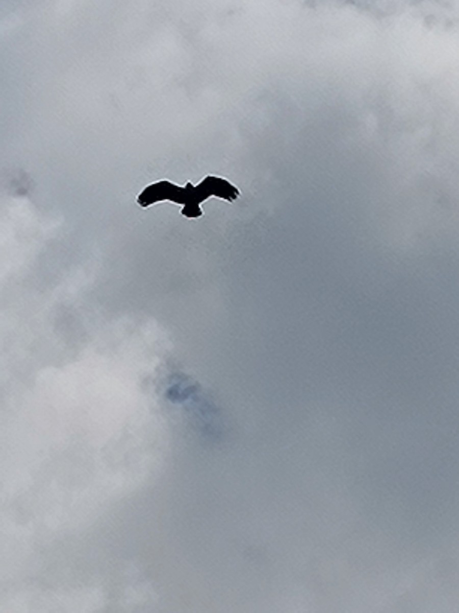 Águila India - ML641545491