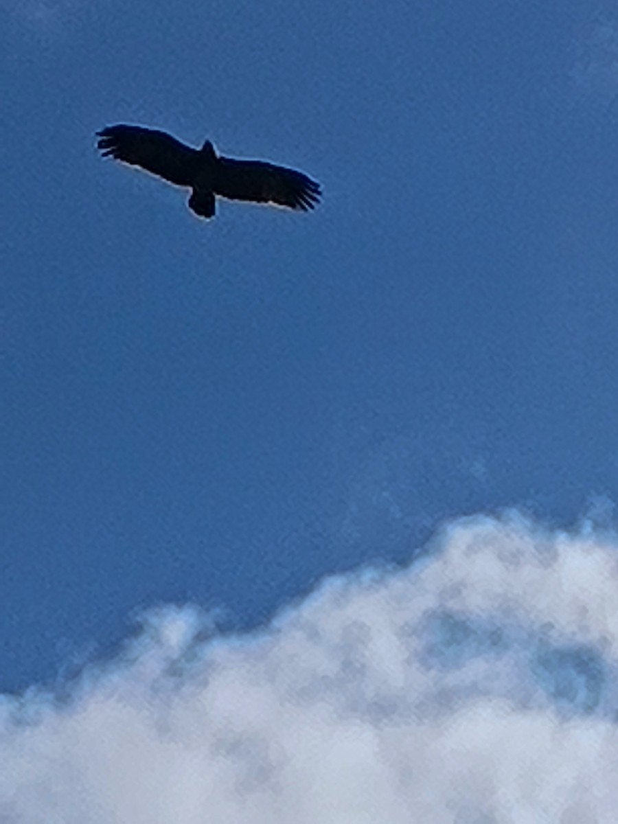 Águila India - ML641545492