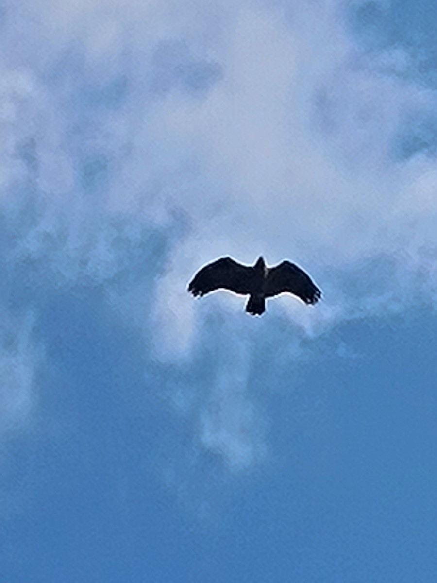 Águila India - ML641545493