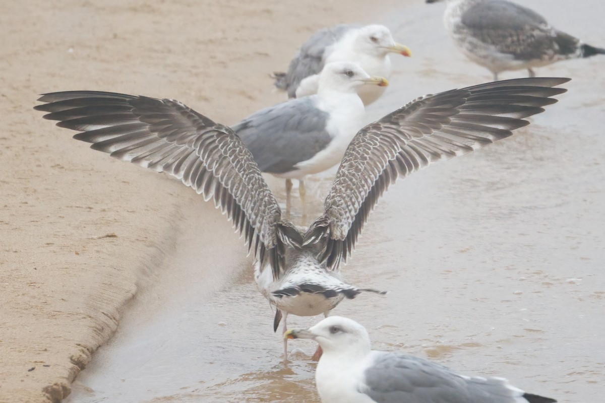 racek bělohlavý - ML641545494