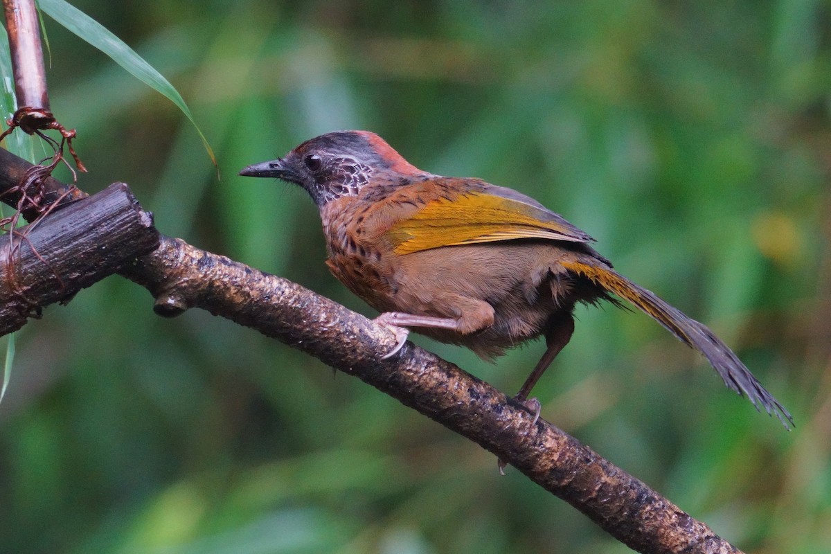 Chestnut-crowned Laughingthrush - ML641545505