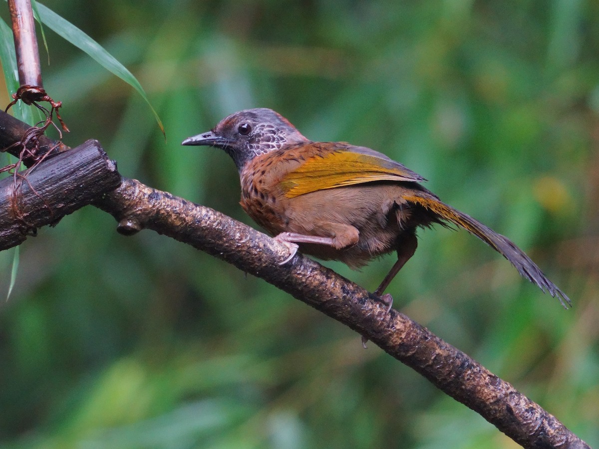 Chestnut-crowned Laughingthrush - ML641545506