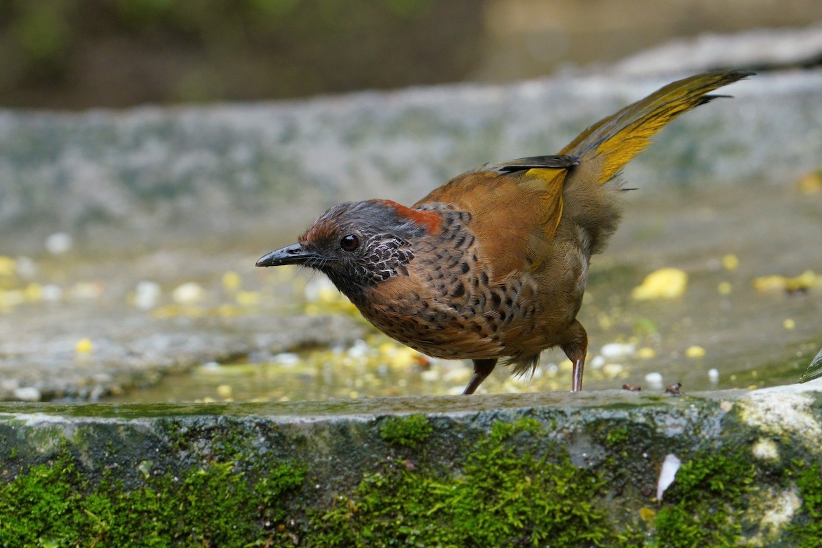 Chestnut-crowned Laughingthrush - ML641545507