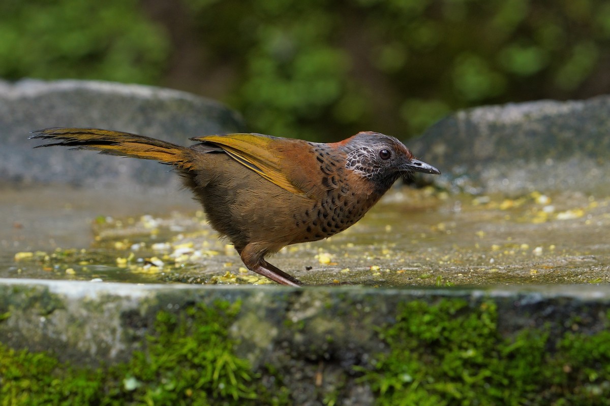 Chestnut-crowned Laughingthrush - ML641545508