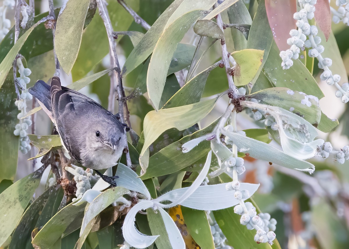 Mistletoebird - ML641545509