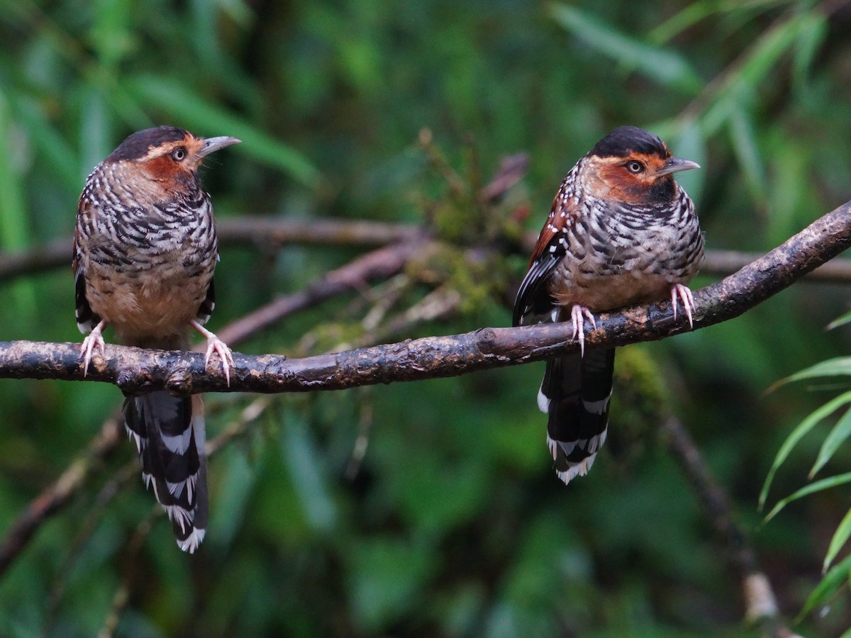 Spotted Laughingthrush - ML641545548