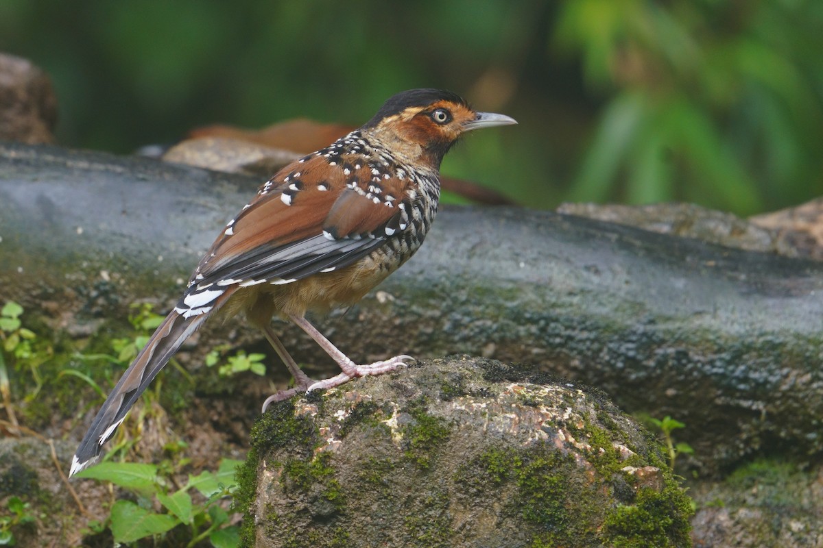 Spotted Laughingthrush - ML641545549