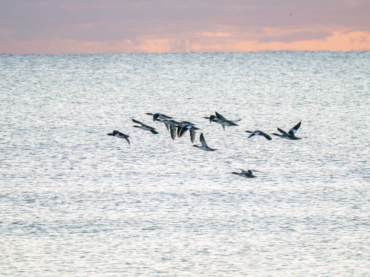 Common Merganser - ML641545551