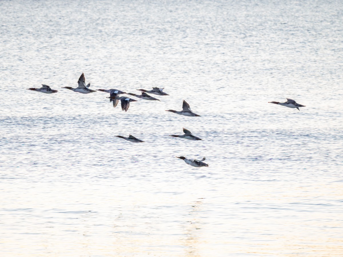 Common Merganser - ML641545553