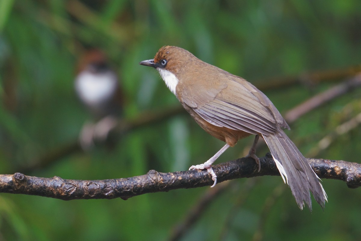 White-throated Laughingthrush - ML641545563