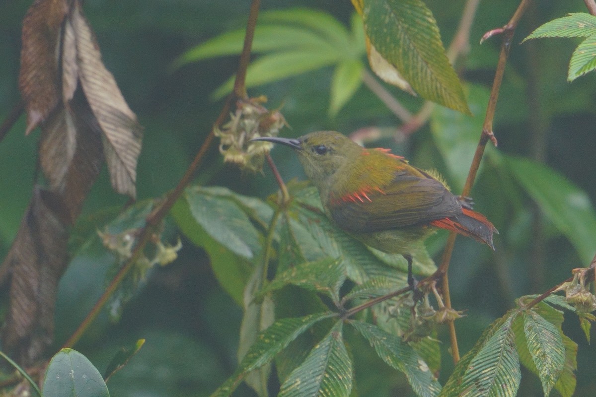Fire-tailed Sunbird - ML641545593