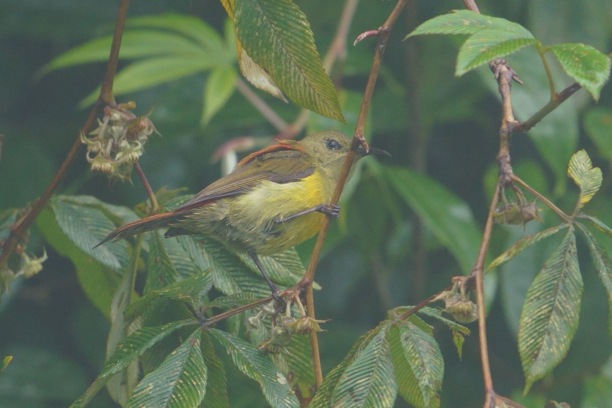 Fire-tailed Sunbird - ML641545594