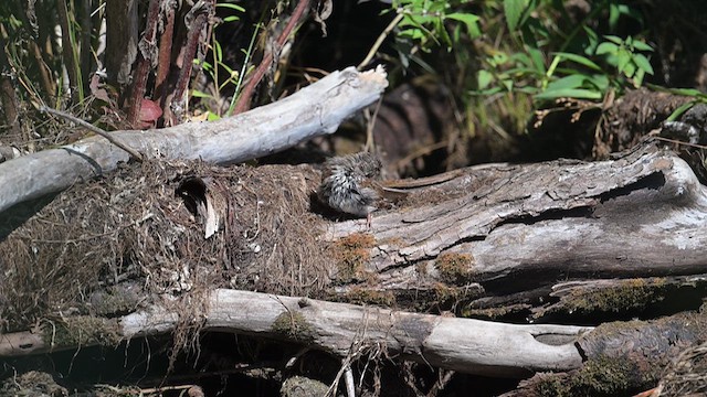 Song Sparrow - ML641545597
