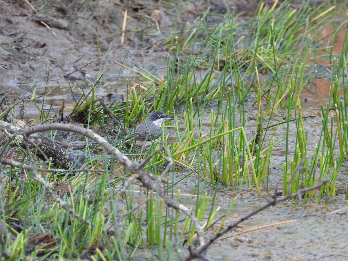 Western Orphean Warbler - ML641545598
