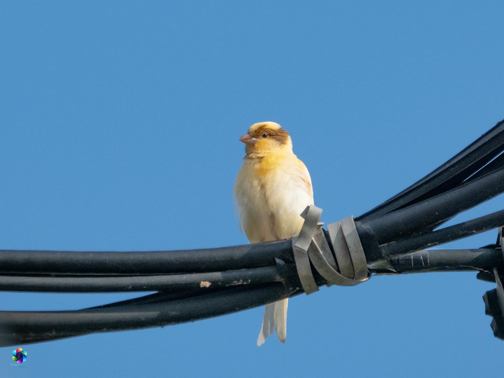 Island Canary (Domestic type) - ML641545603