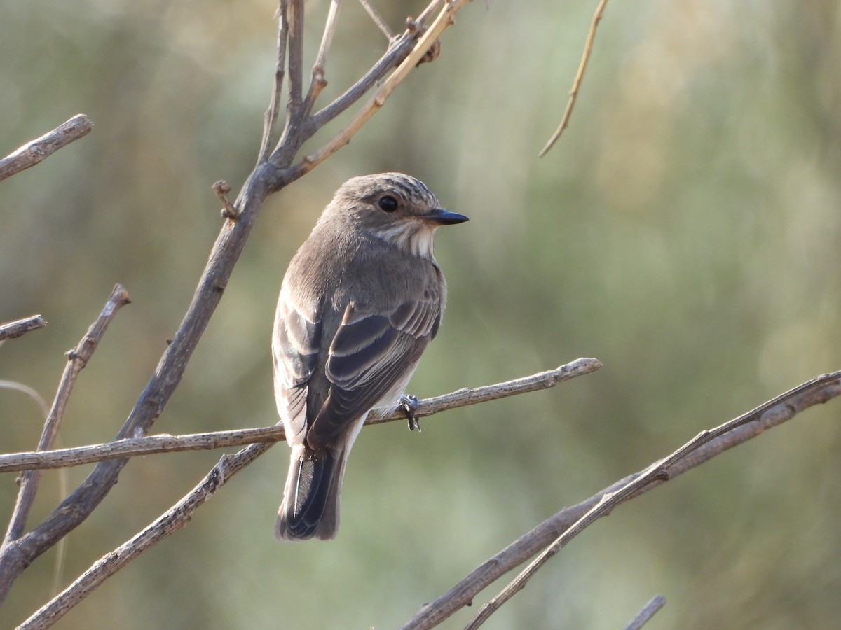 Gobemouche gris - ML641545604