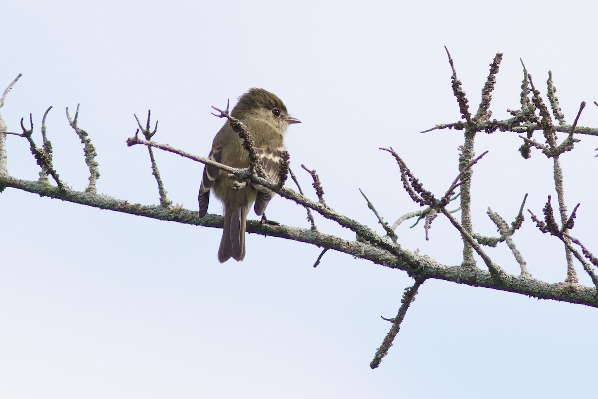 tyranovec olšový - ML641545606
