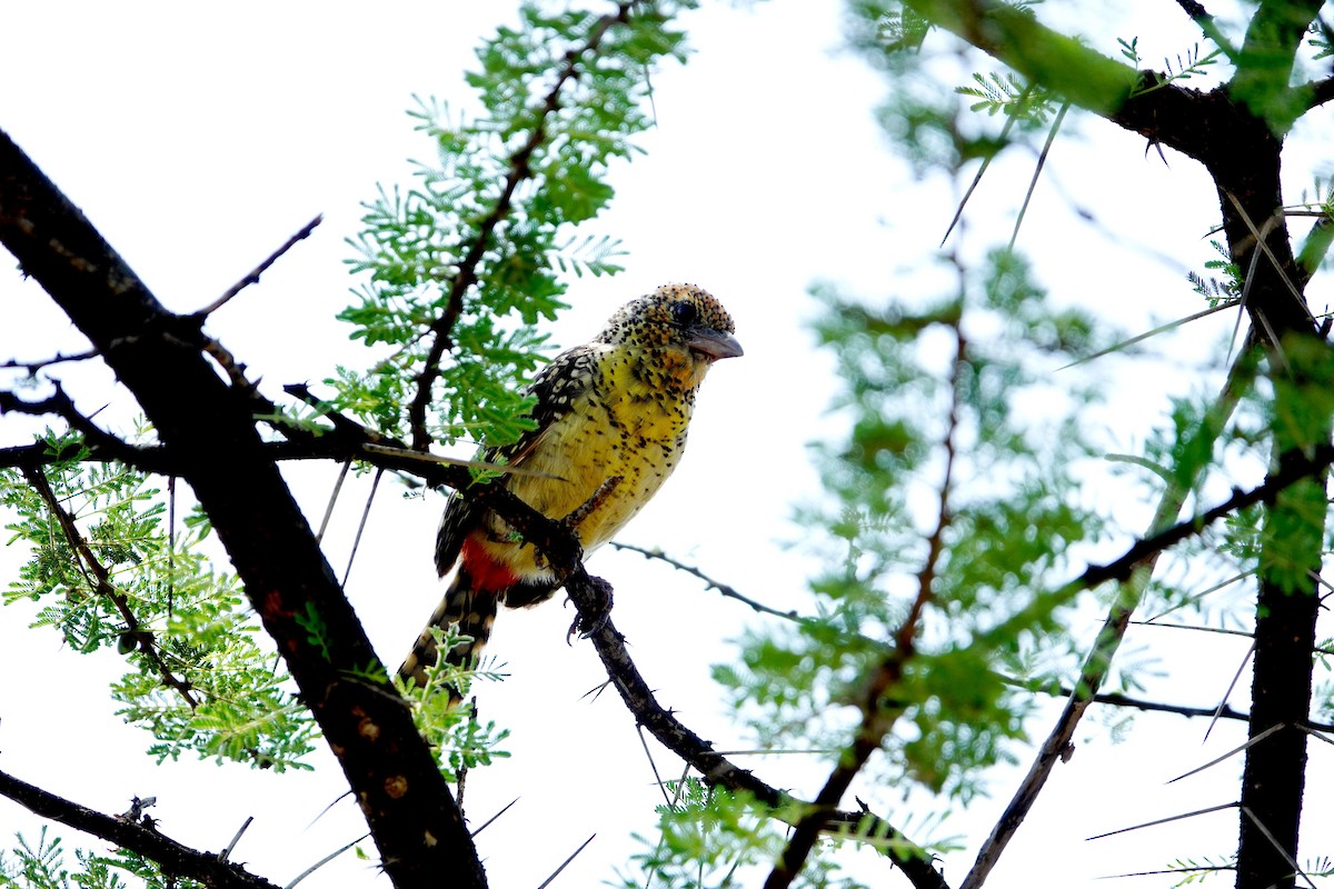 D'Arnaud's Barbet (D'Arnaud's) - ML641545616