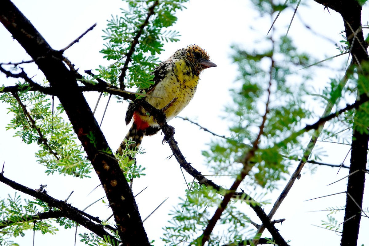 D'Arnaud's Barbet (D'Arnaud's) - ML641545617