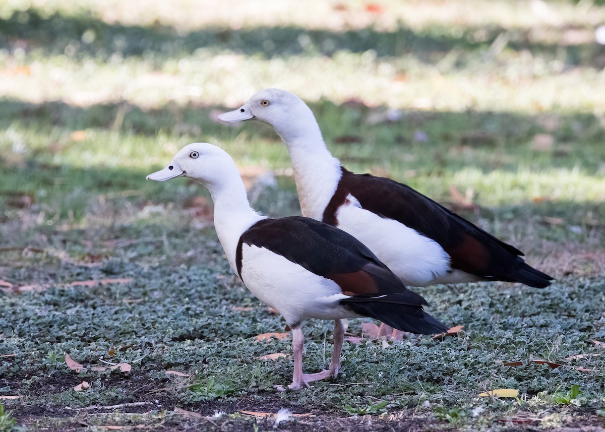 Radjah Shelduck - ML641545618