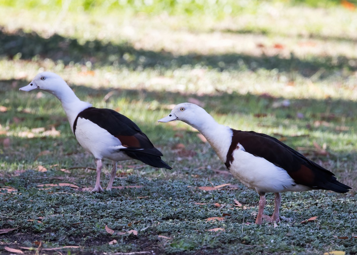 Radjah Shelduck - ML641545619