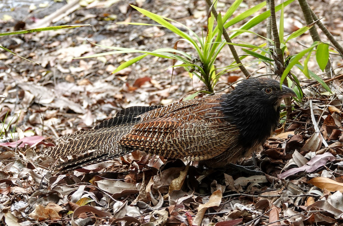 Pheasant Coucal - ML641545638