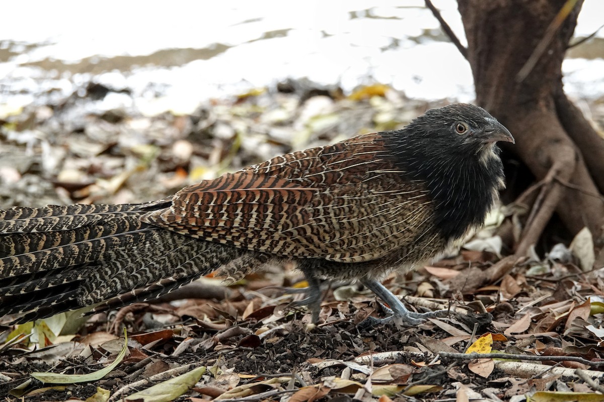 Pheasant Coucal - ML641545639