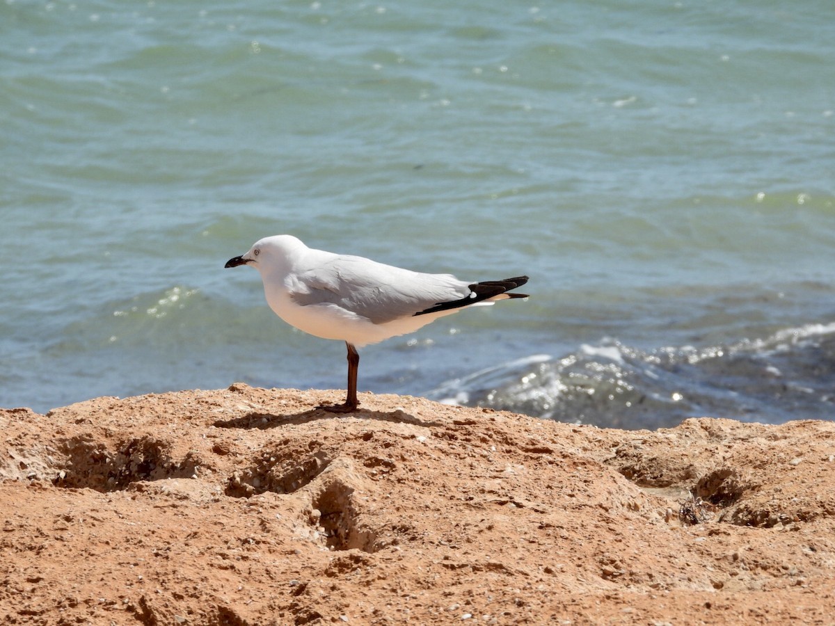 Mouette argentée - ML641545644