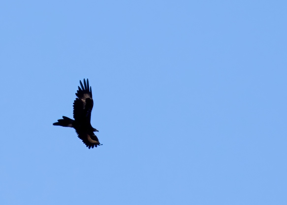 Aigle d'Australie - ML641545666