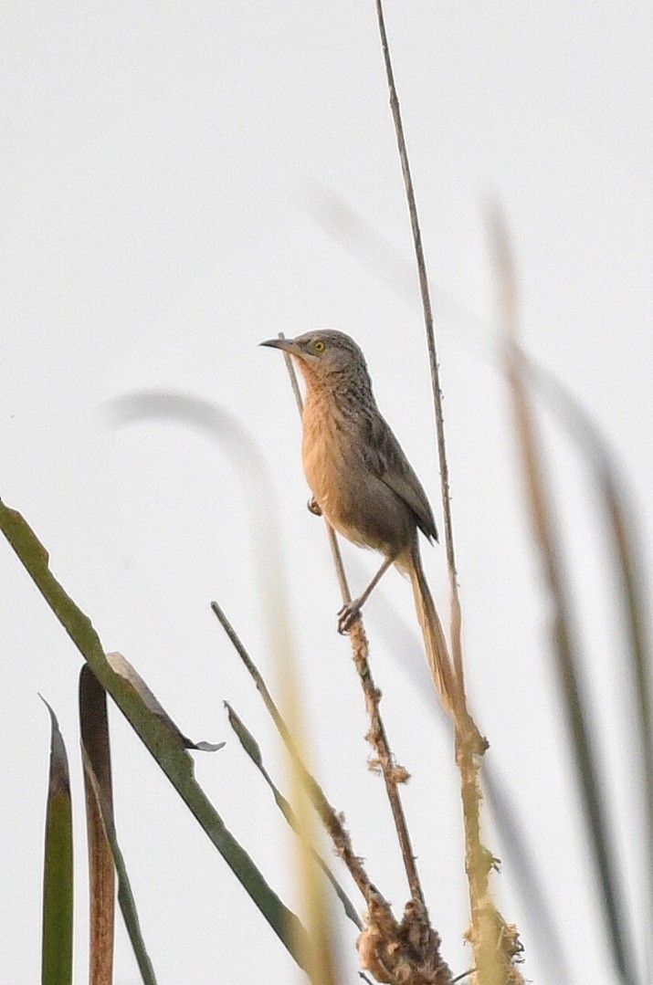 Striated Babbler - ML641545679