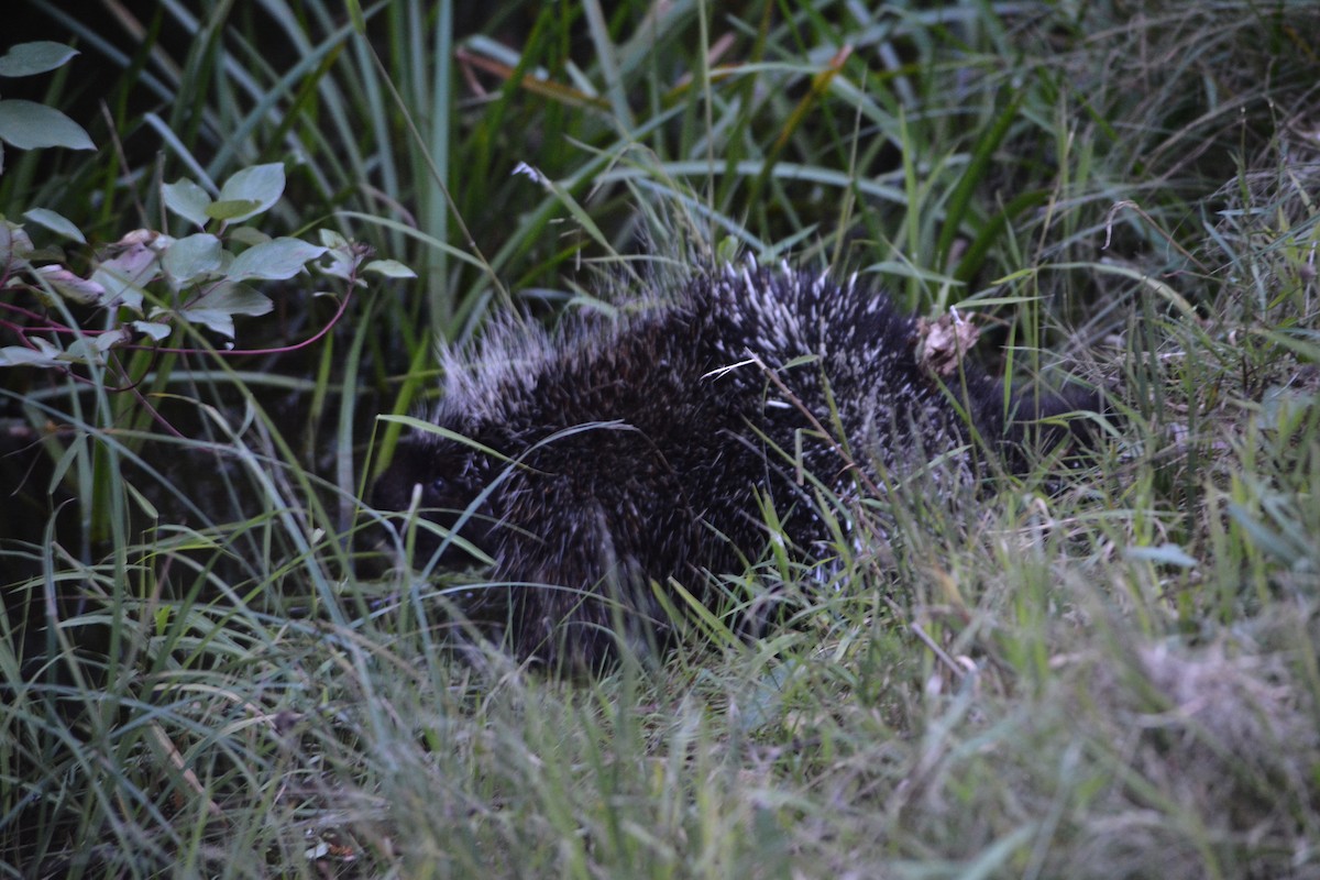 North American Porcupine - ML641545694
