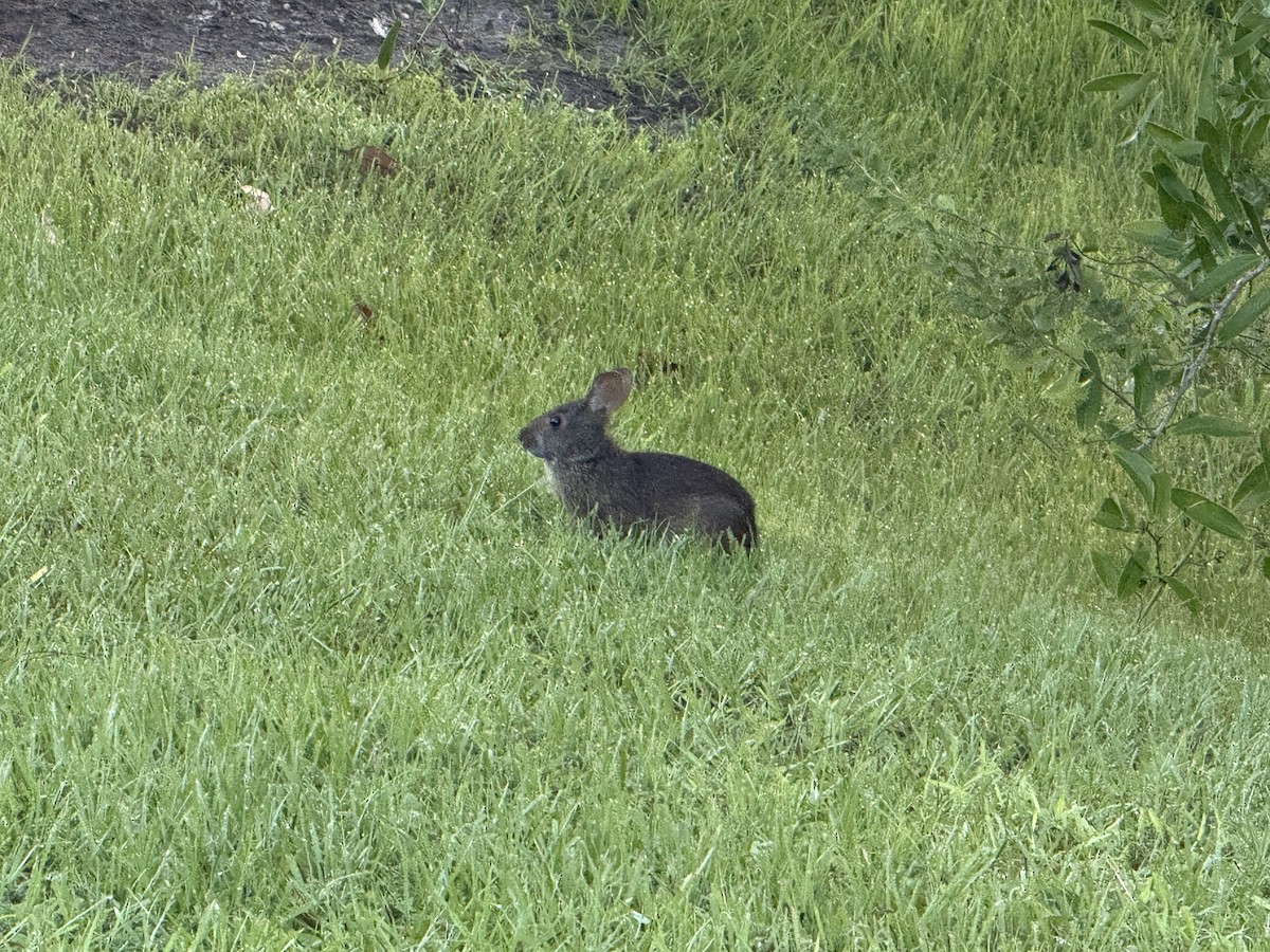 Marsh Rabbit - ML641545715