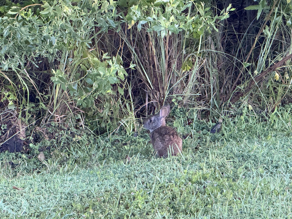 Marsh Rabbit - ML641545716