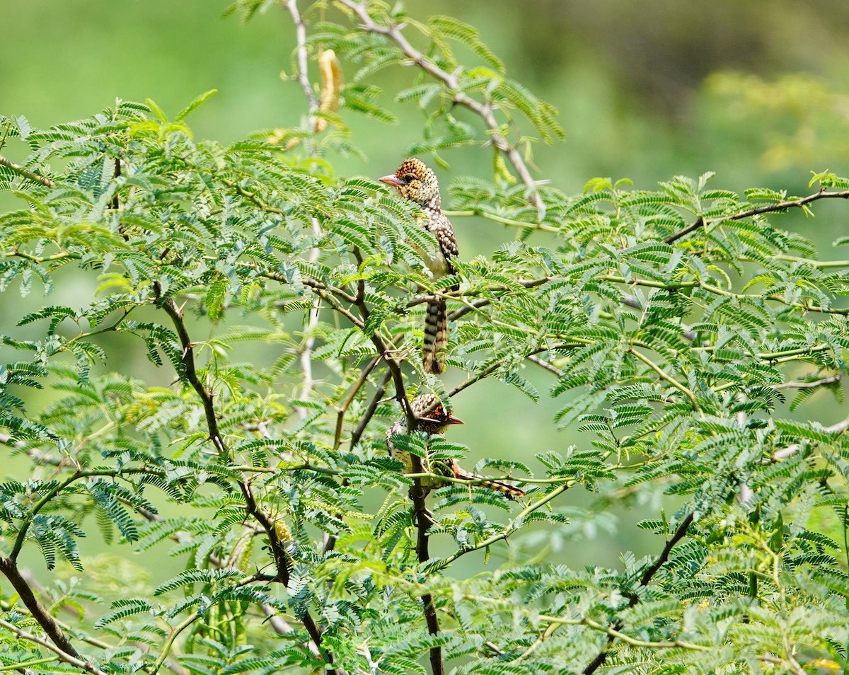 D'Arnaud's Barbet (D'Arnaud's) - ML641545717