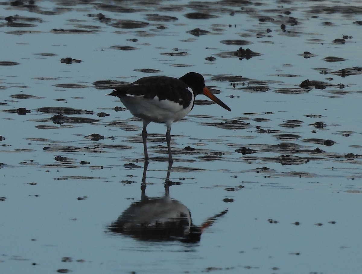 Eurasian Oystercatcher - ML641545721