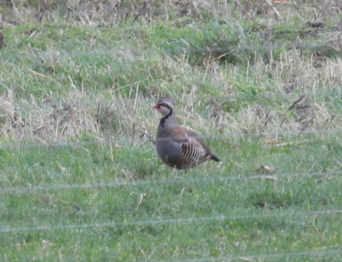Red-legged Partridge - ML641545739