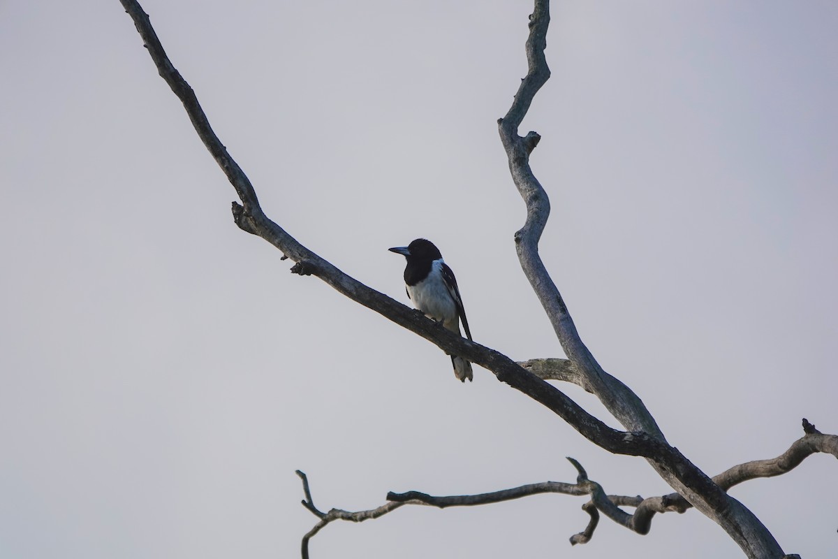 Pied Butcherbird - ML641545745