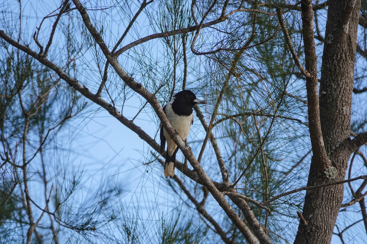 Pied Butcherbird - ML641545746